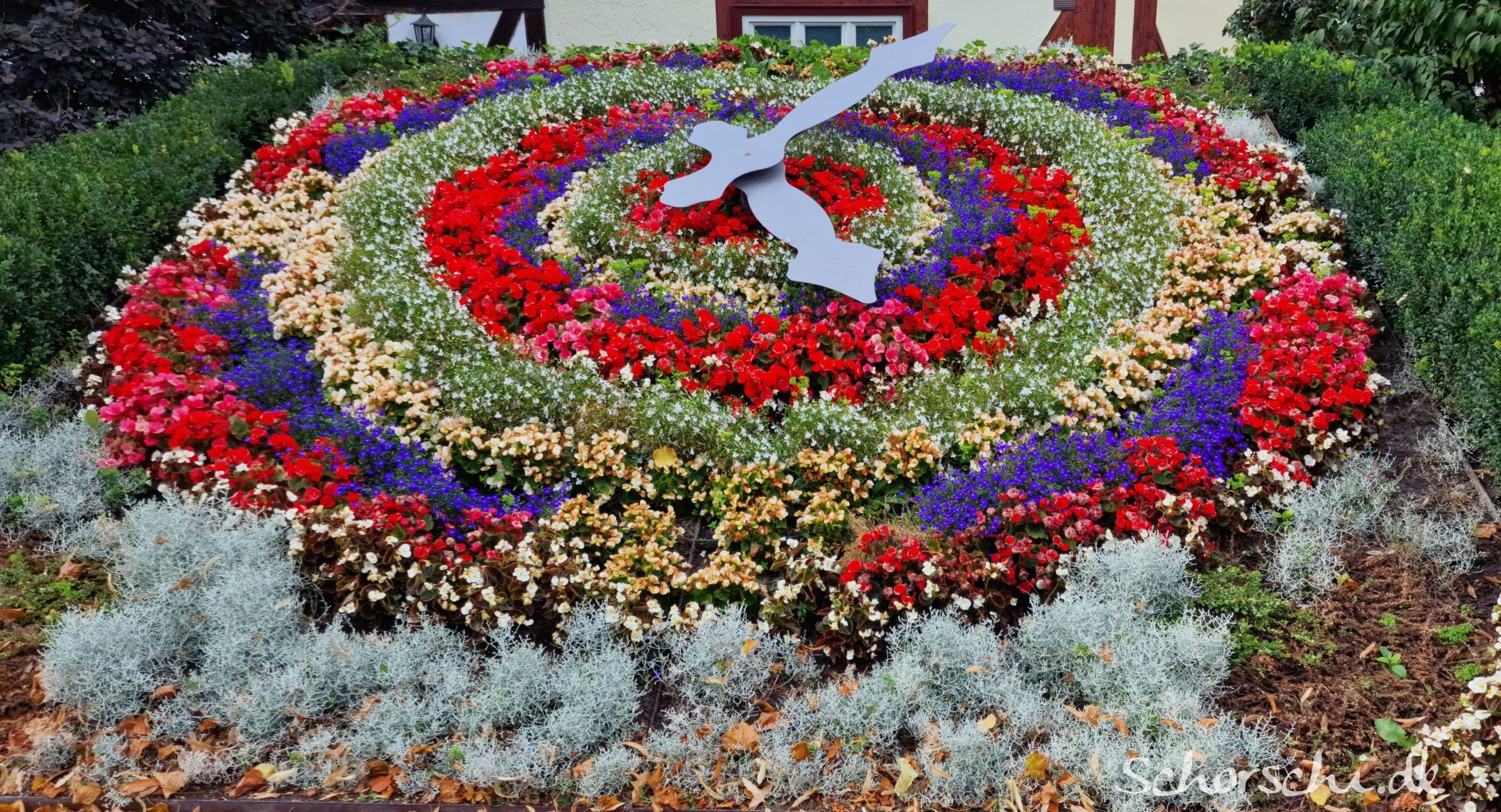 Die Blütenzeit tickt Die Blumenuhr von Wernigerode